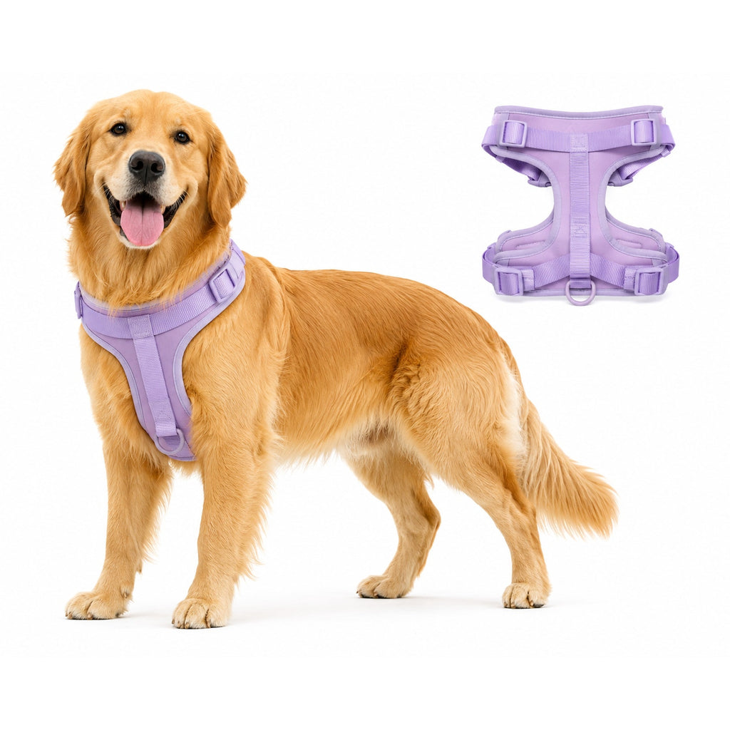 Vibrant Life purple dog harness in size large, adjustable with padded straps for comfort and security during walks.